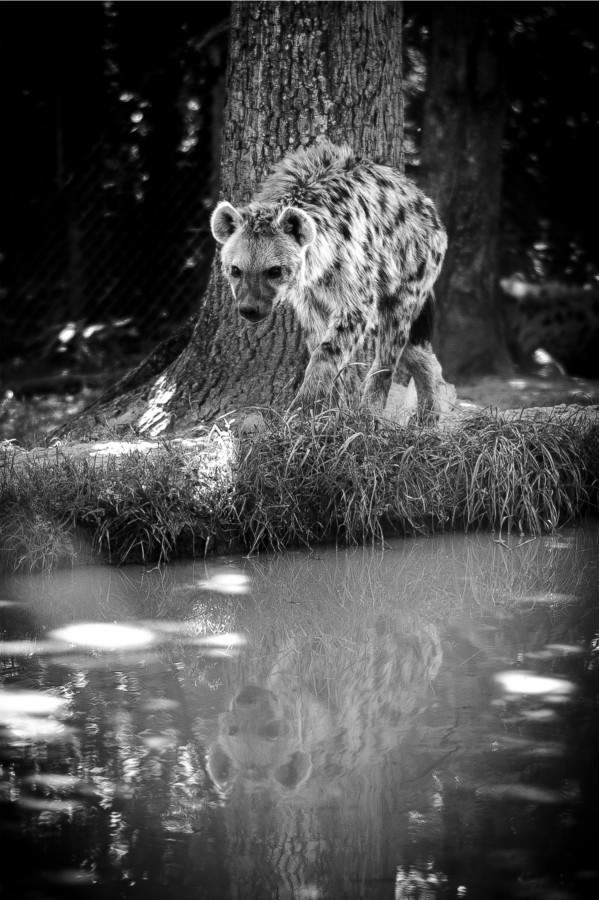 hyène Peaugres Photographe grenoble Isere Marie-Cat Photographies