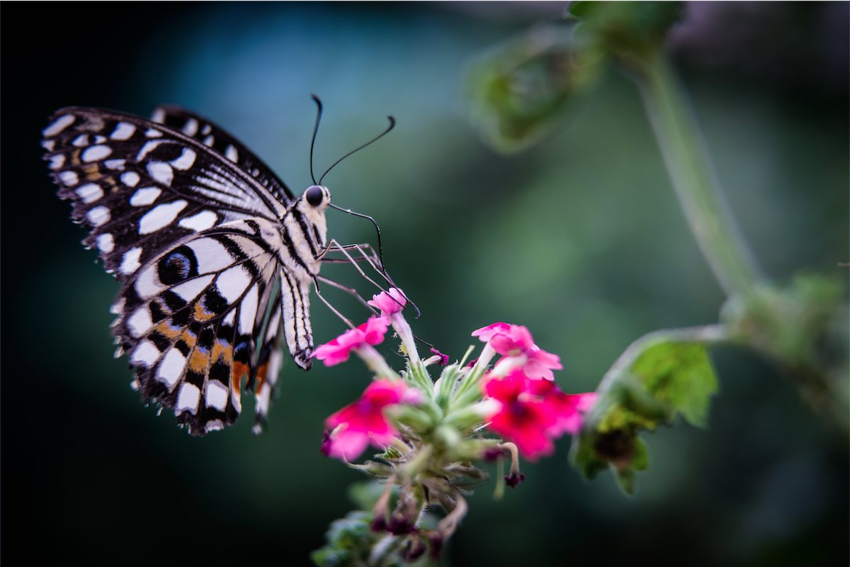 papillon Photographe grenoble Isere Marie-Cat Photographies