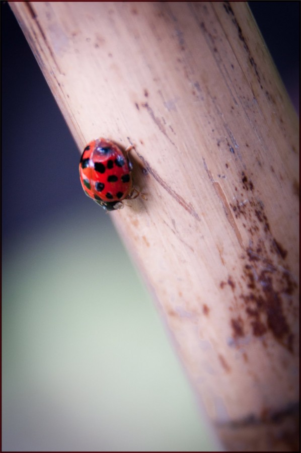 coccinelle Photographe grenoble Isere Marie-Cat Photographies