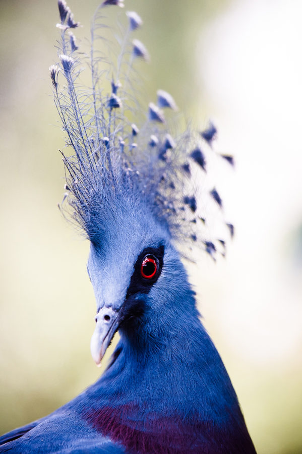 Oiseau Beauval Marie-Cat photographie Isère photo animalières