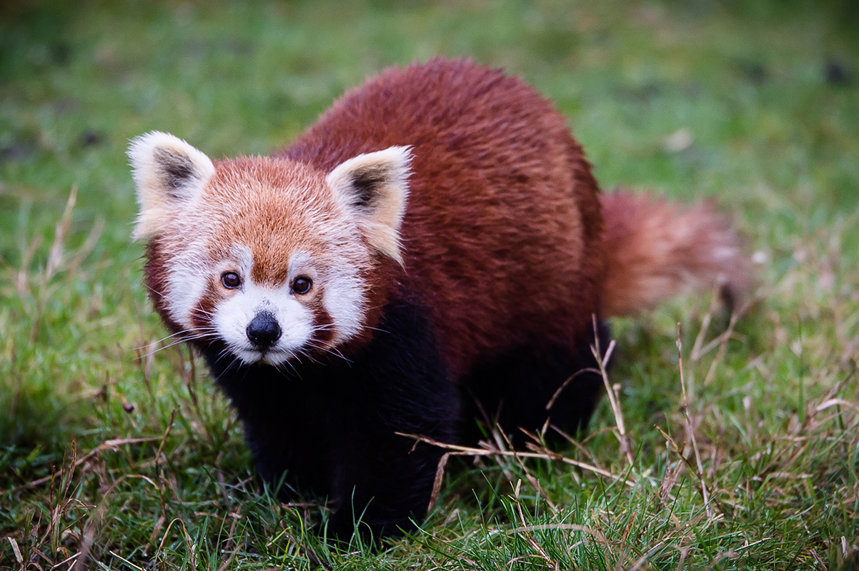 Penda Roux Beauval Marie-Cat photographie Isère photo animalières 