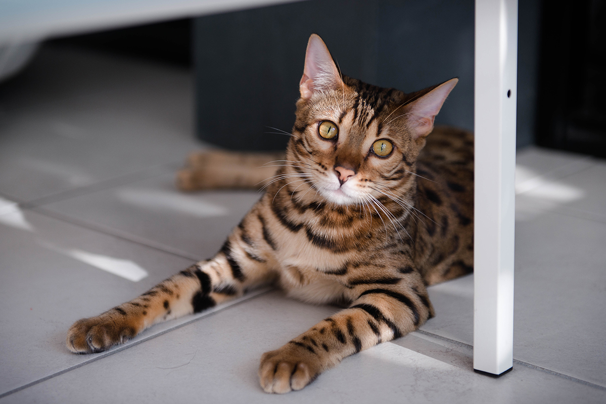 chat Bengal Marie-Cat photographie Isère photo animalières 