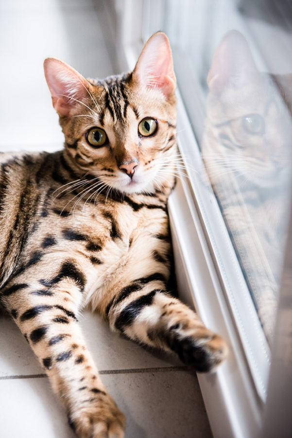 chat Bengal Marie-Cat photographie Isère photo animalières 