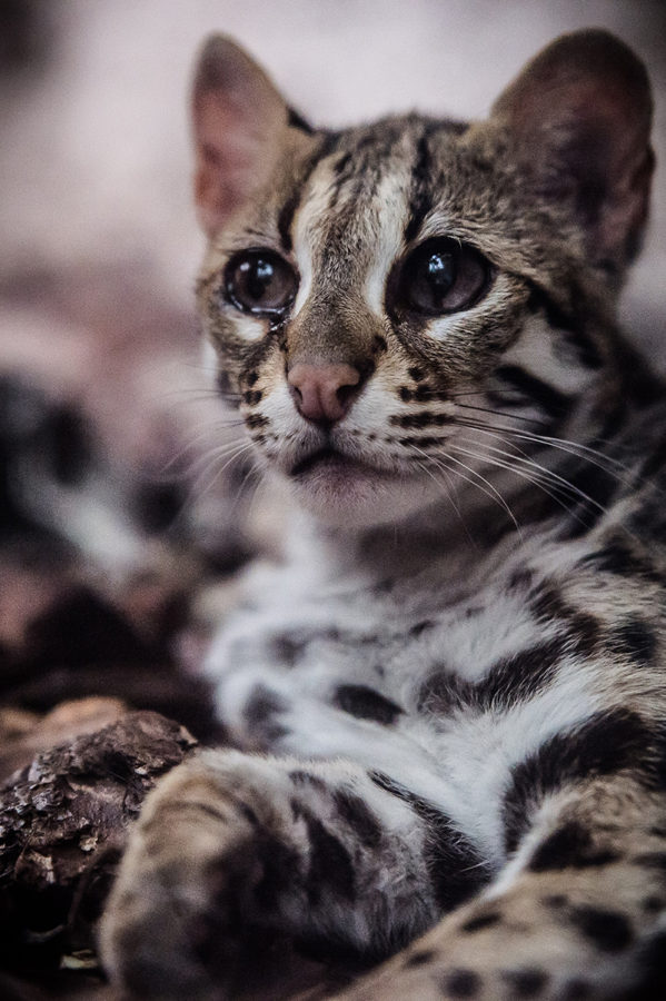 Chat du Bengal Marie-Cat photographie Isère photo animalières 