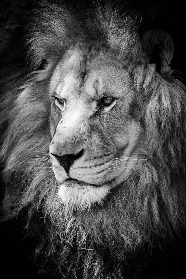 Lion Marie-Cat photographie Isère photo animalières 