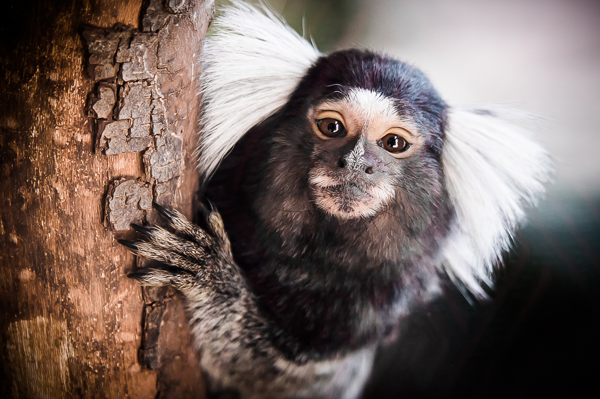 Ouistiti Marie-Cat photographie Isère photo animalières 